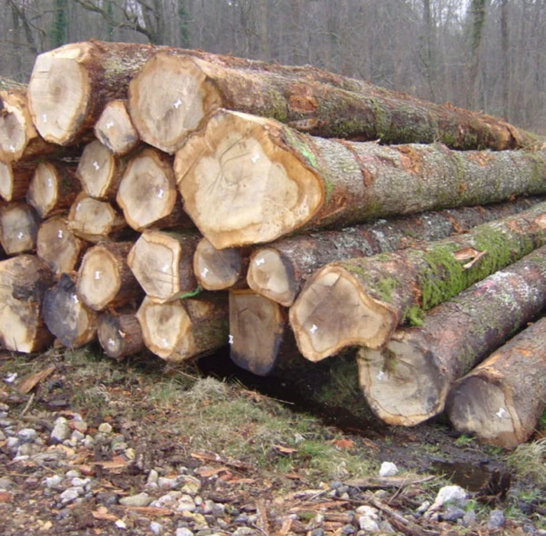 Madera de tronco de fresno – carga completa de camión de 50 metros cúbicos – certificado PEFC
€685,00