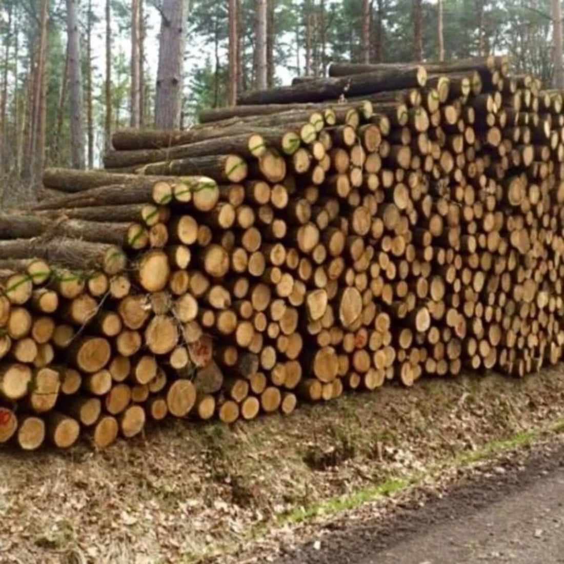 Madera de tronco de roble – Carga completa por camión 50 metros cúbicos – Certificado PEFC
€770,00
