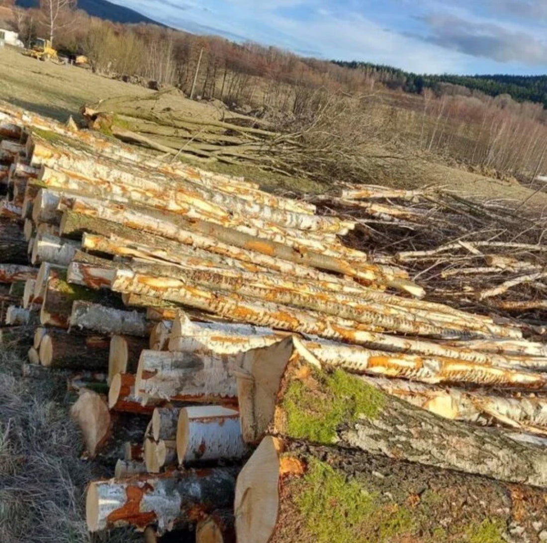 Madera de tronco de abedul – carga completa por camión de 50 metros cúbicos – certificado PEFC
€565,00